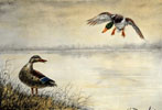 05 Canards se posant - Two Ducks landing