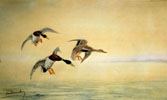 07 Trois Canards se posant - Three Ducks landing