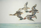 08 Vol de quatre Canards - Four Ducks flying