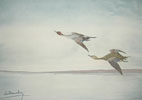 09 Canards pilets - Pintail Ducks