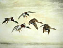 10 Vol de cinq Canards - Five Ducks flying