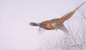 20 Faisan en vol - Pheasant flying