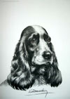 23 Tte de Cocker femelle - Black and white Cocker Spaniel head