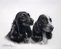 24 deux ttes de Cockers noirs - Two black Cocker Spaniel heads