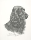 26 Tte de Cocker noir male - Black Cocker Spaniel head