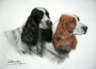 29 Deux ttes de Cockers noir et feu - Two Cocker Spaniels heads (black and tan)