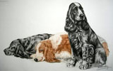 39 Cockers au repos - Three Cocker Spaniels resting