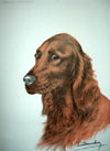 41 Tte de Setter Irlandais - Irish Setter head