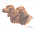 46 Deux ttes de Setters Irlandais - Two irish Setters heads