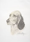 50 Tte de Setter Laverack - English Setter head