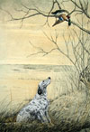 56 Setter et Canard branche - English Setter and Duck in a tree