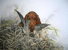 58 Setter Irlandais et Sarcelle - Irish Setter and Teal