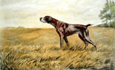 64 Braque - German Pointer