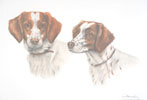 67 Deux ttes Epagneul breton - Two breton Spaniels heads