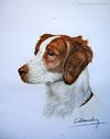 68 Tte Epagneul breton - breton Spaniel head