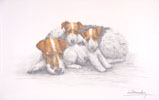 80 Fox et petits - Fox and puppies