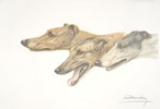 81 Trois Lvriers - Three Greyhounds heads
