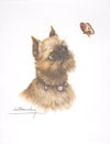 85 Griffon Bruxellois et papillon - Brussel Griffon and butterfly