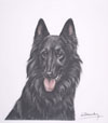 89 Tte de Groenendael - Groenendael Shepherd-dog head