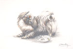 90 Pékinois - Pekinese dog