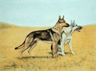 91 Bergers en plaine - Two Alsatian Shepherd-dog in field