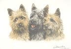 92 Cairns Terriers - Three Cairn-terriers heads