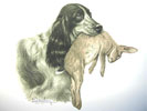 Cocker et Livre - Cocker Spaniel and Hare (Original)