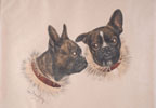 Bulldog Franais - French Bulldog (Original)