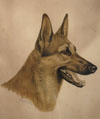 Tête de Berger - Alsatian Shepherd-dog head