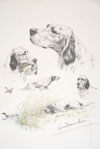 English Setter study - Etudes de  Setter Anglais