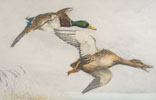 03 Canards sauvages - A couple of Mallards flying (Original)