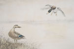 05 Canards se posant - Two Ducks landing (Original)