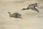 06 Canards de passage - Two passing Ducks (Original)