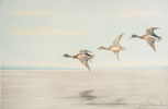 12 Canards au large - Three Ducks flying (Original)