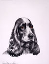 23 Tte de Cocker femelle - Black and white Cocker Spaniel head (Original)