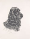 26 Tte de Cocker noir male - Black Cocker Spaniel head (Original)