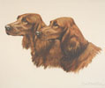 46 Deux ttes de Setters Irlandais - Two irish Setters heads (Original)