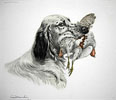 49 Setter et Perdrix -  English Setter and Partridge (Original)