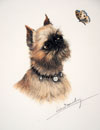 85 Griffon Bruxellois et papillon - Brussel Griffon and butterfly (Original)