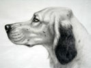 Setter Anglais - portrait de profil