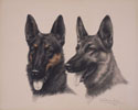 Deux ttes de Berger Belge Malinois - Two Belgian Shepherd Malinois heads