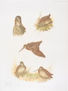 06 - Etude de bcasses - Woodcocks study