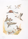 07 - Etude de canards Pilet - Pintails study