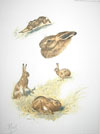 11 - Etude de livres - Hares study