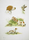 17 - Etude d'pagneuls bretons - Brittany spaniels study