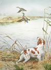 24 - Epagneul breton levant des canards - Brittany spaniel and ducks in the marshes