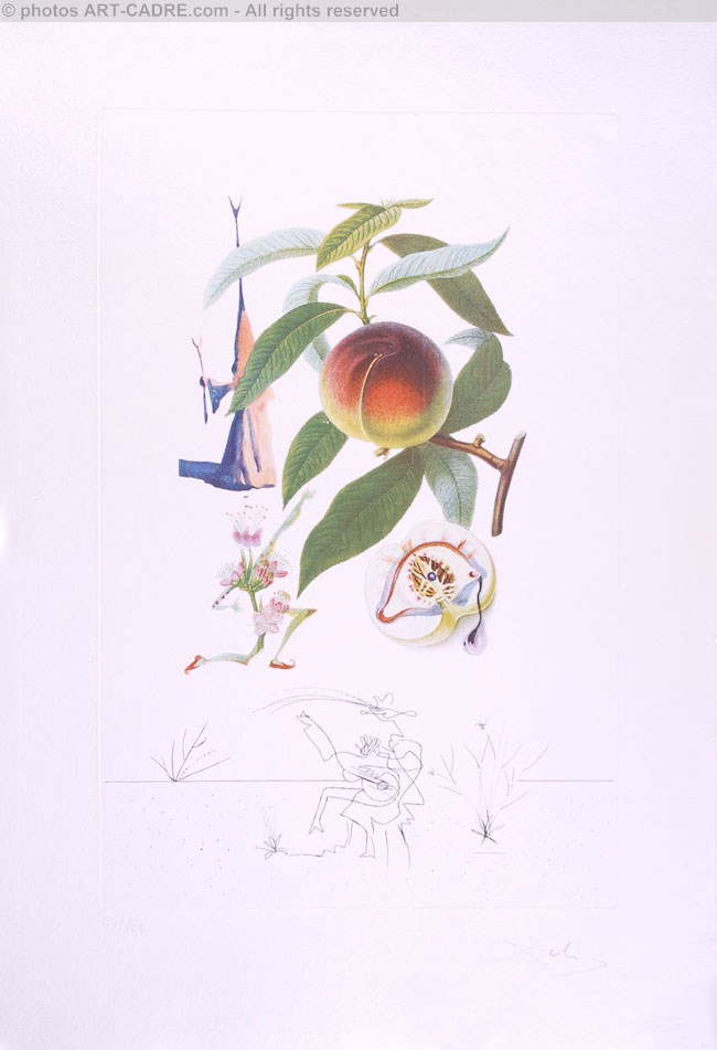 Pcheur pnitent - Peach (Suite Flordali Les Fruits) Click to ZOOM