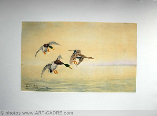 07 Trois Canards se posant - Three Ducks landing Click to ZOOM