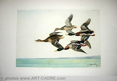 08 Vol de quatre Canards - Four Ducks flying Click to ZOOM