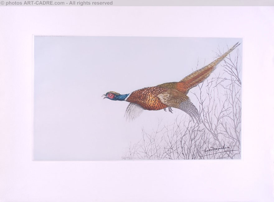 20 Faisan en vol - Pheasant flying Click to ZOOM
